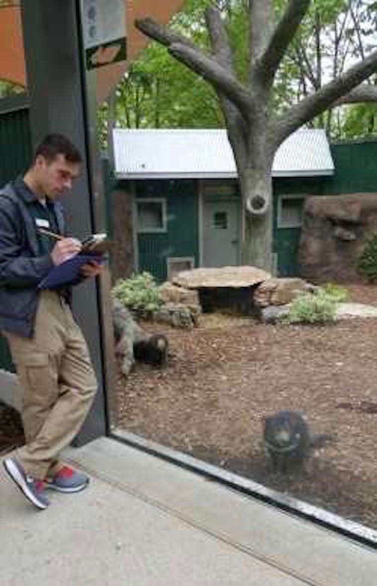 Animal Behavior Intern, Saint Louis Zoo
